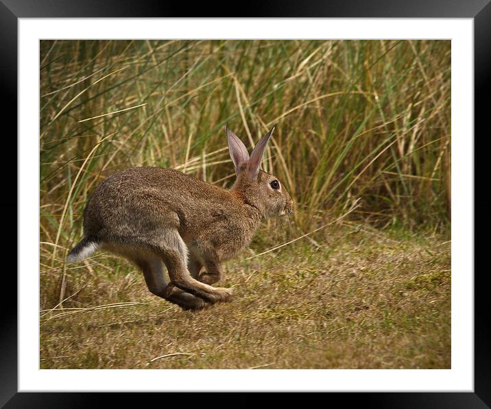 Running Rabbit Framed Mounted Print by David Hall