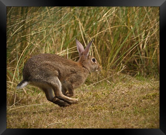 Running Rabbit Framed Print by David Hall