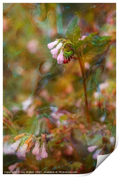 A pink Comfrey plant Print by Joy Walker