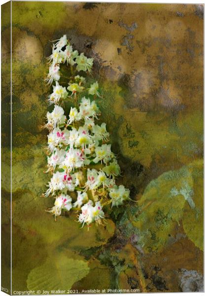A Chestnut tree bloom Canvas Print by Joy Walker