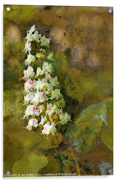 A Chestnut tree bloom Acrylic by Joy Walker