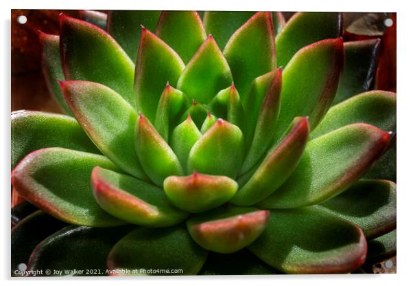 Sempervivum plant in close-up Acrylic by Joy Walker