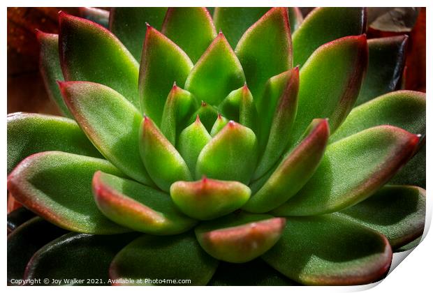 Sempervivum plant in close-up Print by Joy Walker