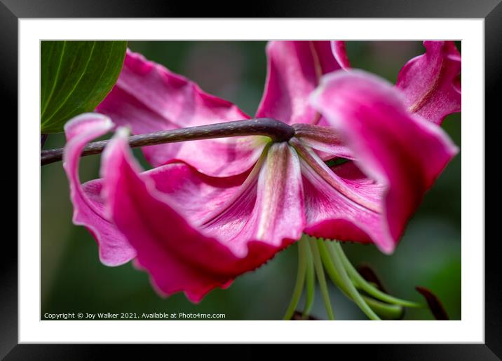 A single pink lily flower in full bloom Framed Mounted Print by Joy Walker
