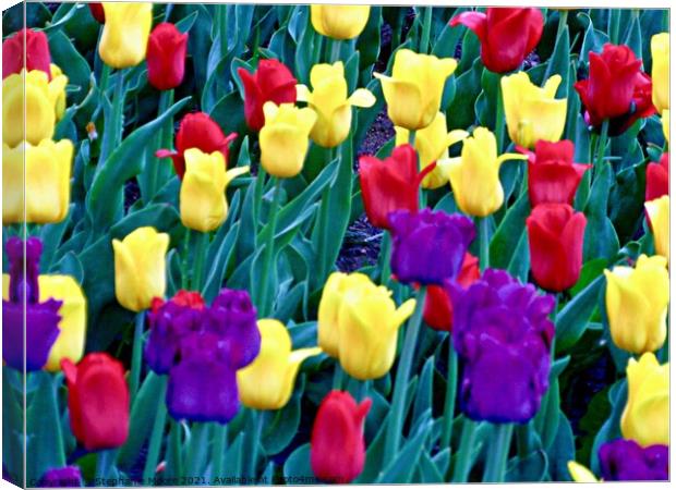 Colourful tulips Canvas Print by Stephanie Moore
