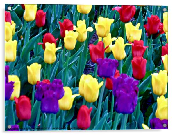 Colourful tulips Acrylic by Stephanie Moore