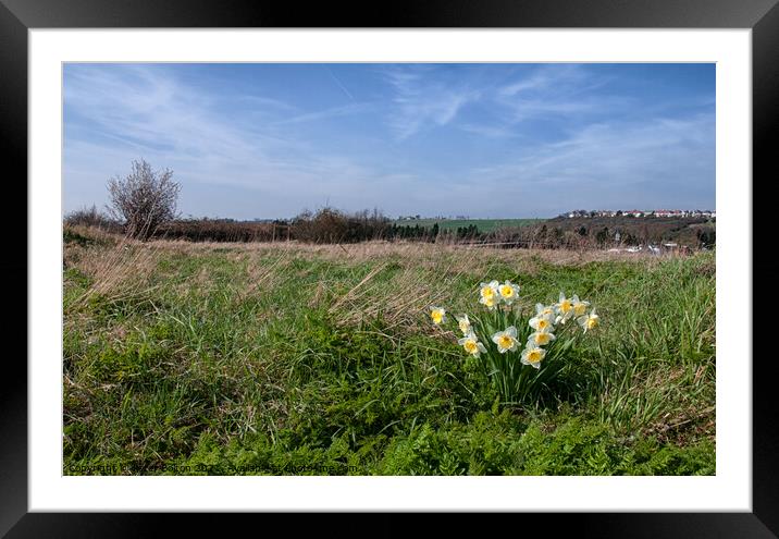 Daffodils at Two Tree Island, Essex, UK Framed Mounted Print by Peter Bolton