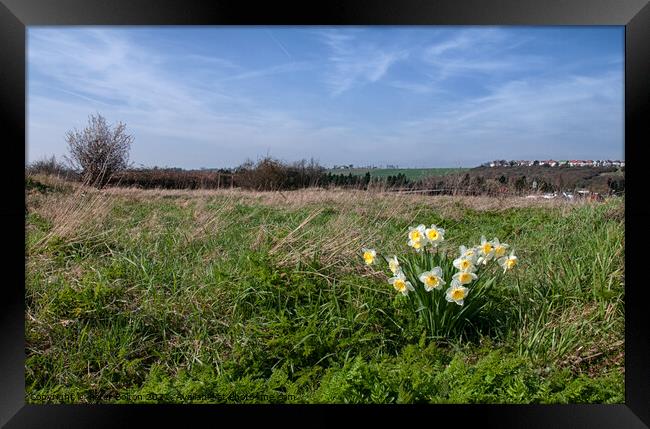 Daffodils at Two Tree Island, Essex, UK Framed Print by Peter Bolton