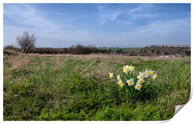 Daffodils at Two Tree Island, Essex, UK Print by Peter Bolton