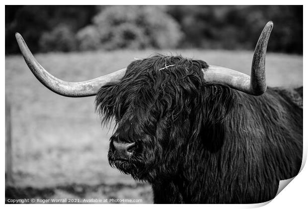 Highland cattle Print by Roger Worrall