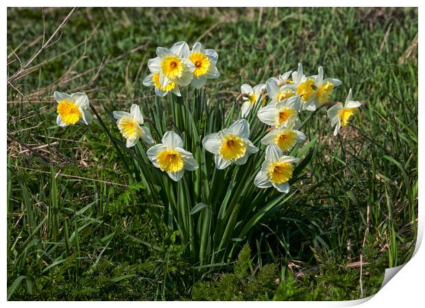 Daffodils at Two Tree Island, Essex, UK Print by Peter Bolton