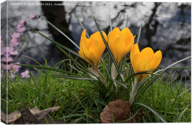 Crocus in the wild Canvas Print by Kevin White