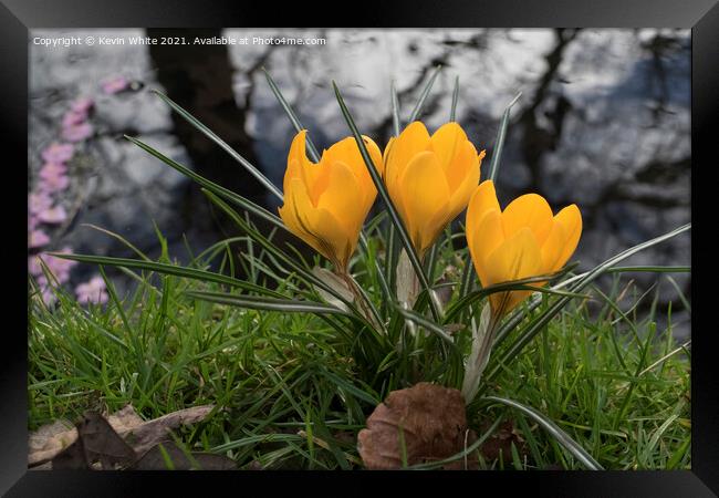 Crocus in the wild Framed Print by Kevin White