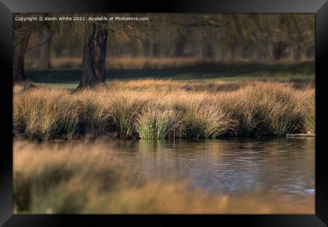 Reed beds Framed Print by Kevin White