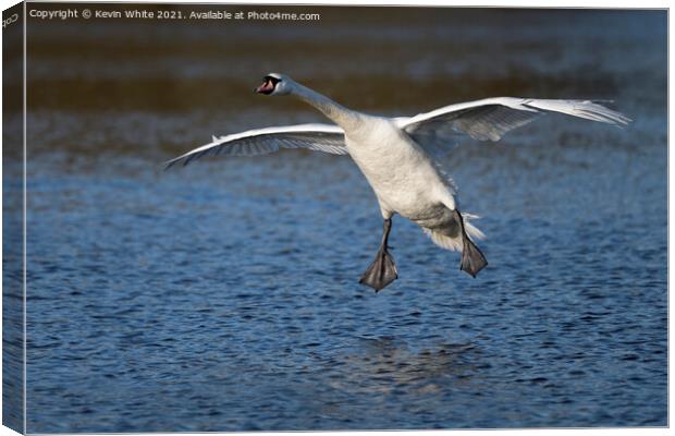 swan gliding Canvas Print by Kevin White