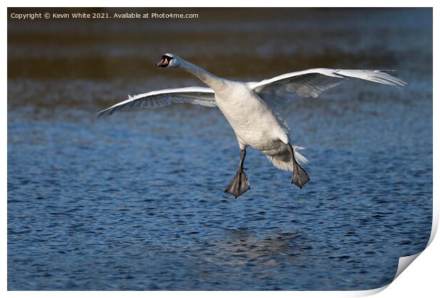 swan gliding Print by Kevin White