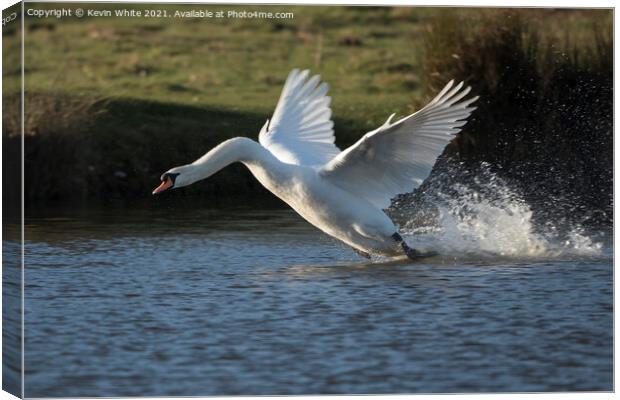 White swan landing with a splash Canvas Print by Kevin White