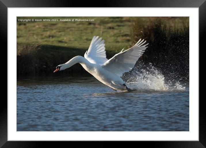 White swan landing with a splash Framed Mounted Print by Kevin White