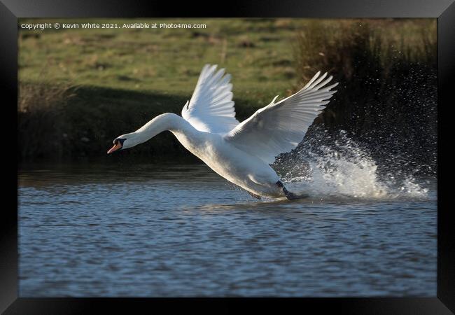 White swan landing with a splash Framed Print by Kevin White
