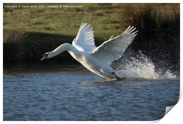 White swan landing with a splash Print by Kevin White