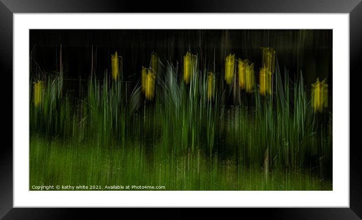 Cornish Trumpet Daffodils Framed Mounted Print by kathy white