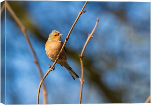 Common Chaffinch. Canvas Print by Tommy Dickson