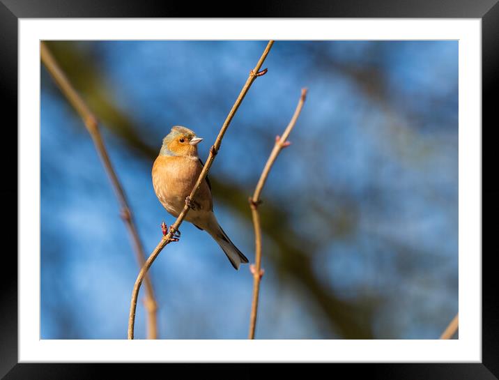 Common Chaffinch. Framed Mounted Print by Tommy Dickson