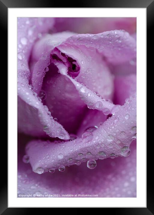 lilac rose with raindrops,garden rose,tranquil , Framed Mounted Print by kathy white