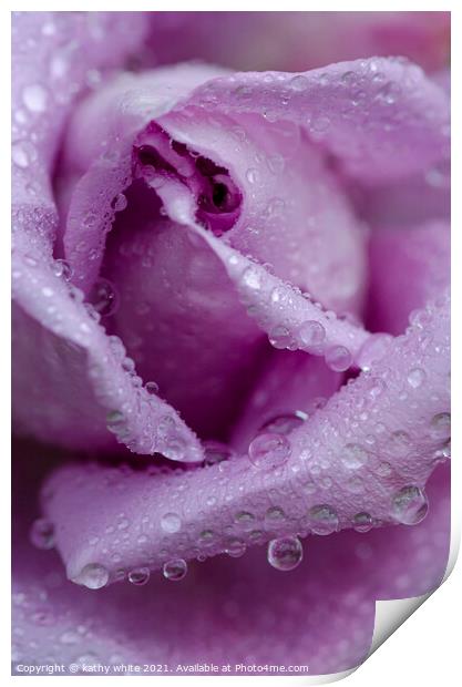 lilac rose with raindrops,garden rose,tranquil , Print by kathy white