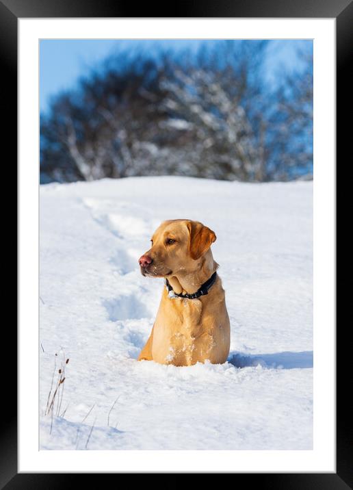 Labrador in the snow. Framed Mounted Print by Tommy Dickson