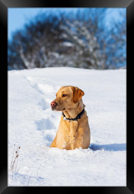 Labrador in the snow. Framed Print by Tommy Dickson