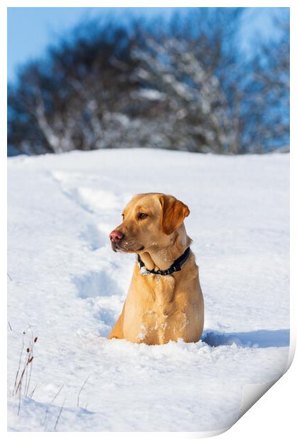 Labrador in the snow. Print by Tommy Dickson