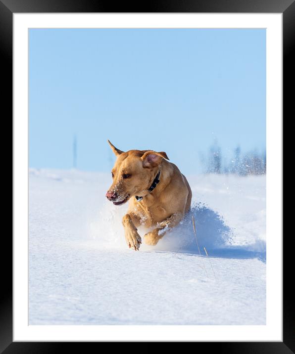 Joyful Labrador frolicking in winter wonderland Framed Mounted Print by Tommy Dickson