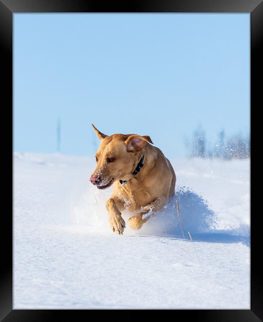 Joyful Labrador frolicking in winter wonderland Framed Print by Tommy Dickson