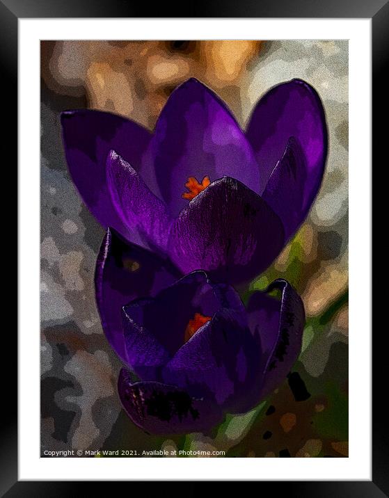 Crocus Therapy Framed Mounted Print by Mark Ward