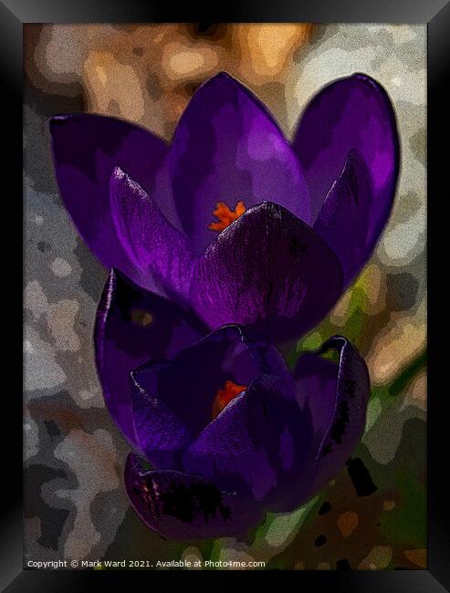 Crocus Therapy Framed Print by Mark Ward