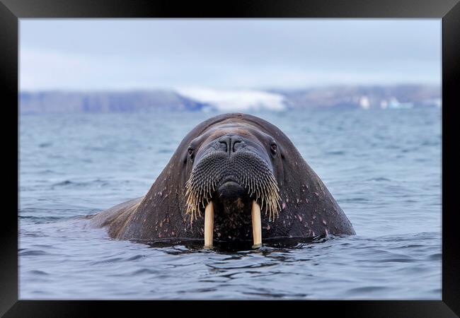 Walrus Bull Framed Print by Arterra 