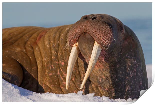 Walrus in Svalbard Print by Arterra 