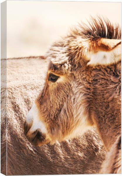 Donkey Foal by the side of the road in Kamanjab, N Canvas Print by Belinda Greb