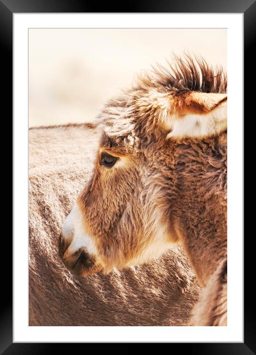 Donkey Foal by the side of the road in Kamanjab, N Framed Mounted Print by Belinda Greb