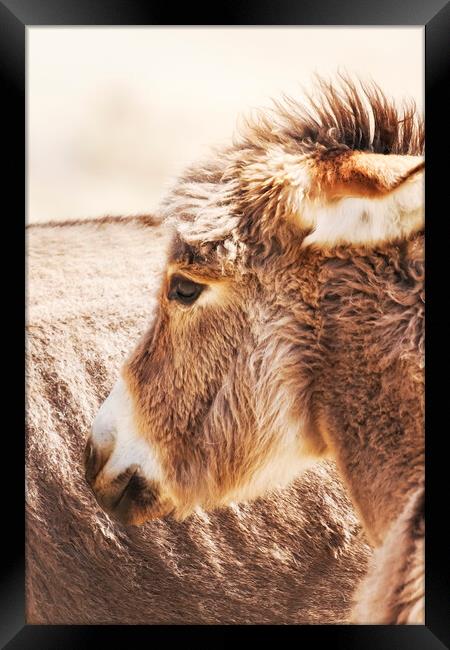 Donkey Foal by the side of the road in Kamanjab, N Framed Print by Belinda Greb