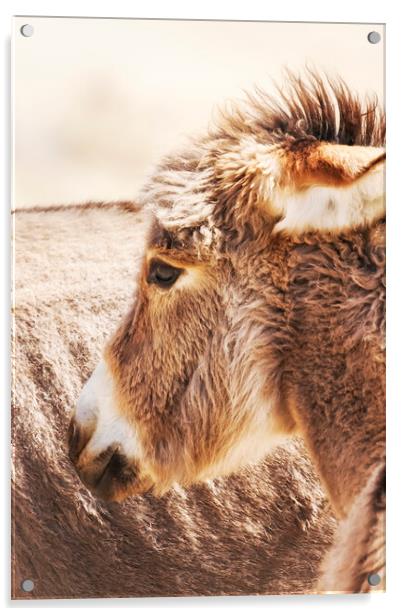 Donkey Foal by the side of the road in Kamanjab, N Acrylic by Belinda Greb