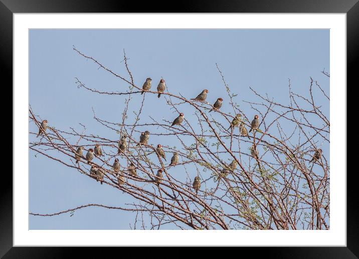 Flock of Red Headed Finches Sitting in a Tree Framed Mounted Print by Belinda Greb