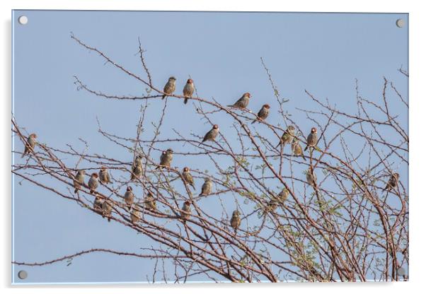 Flock of Red Headed Finches Sitting in a Tree Acrylic by Belinda Greb