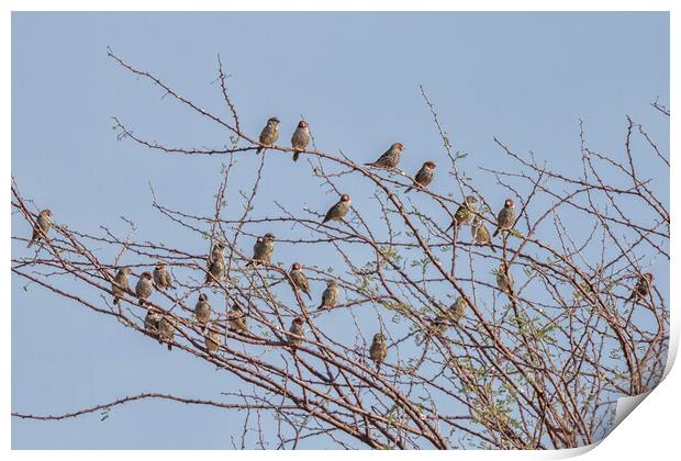 Flock of Red Headed Finches Sitting in a Tree Print by Belinda Greb