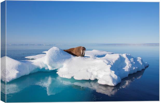 Walrus in the Arctic Sea, Svalbard Canvas Print by Arterra 