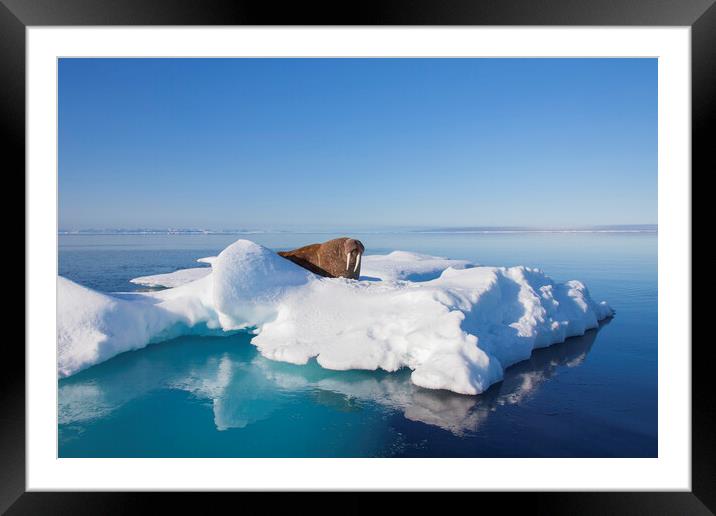 Walrus in the Arctic Sea, Svalbard Framed Mounted Print by Arterra 