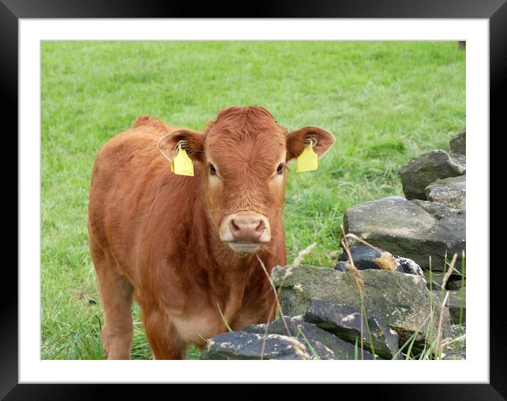 Calf in field Framed Mounted Print by Roy Hinchliffe