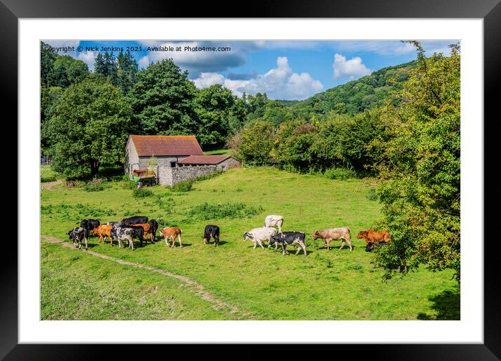 Cows in a Meadow Gloucestershire side of River Wye Framed Mounted Print by Nick Jenkins