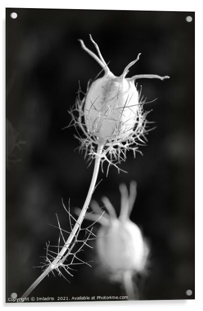 Nigella seed head study monochrome Acrylic by Imladris 